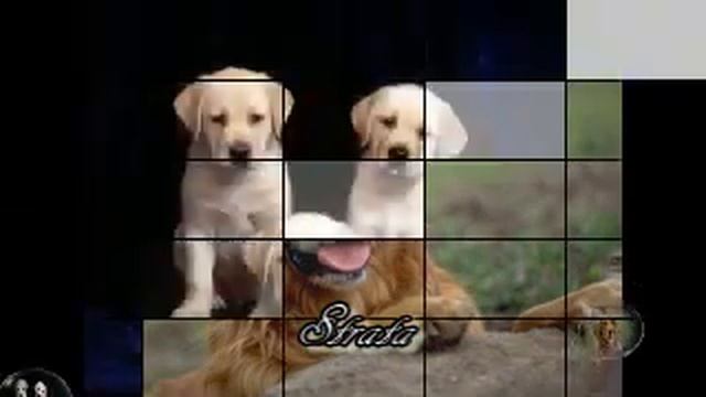 Хоп, я Парамелла! Хоп, я Чибурелла! смотреть онлайн