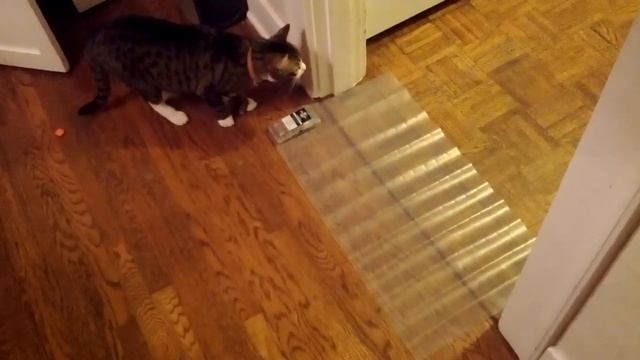 Dexter & The Scat Mat смотреть онлайн