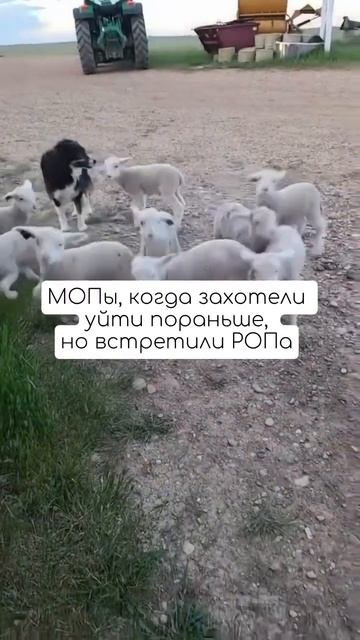Кто тут еще из отдела продаж?😂 #продажи #бизнес #жиза #мем смотреть онлайн