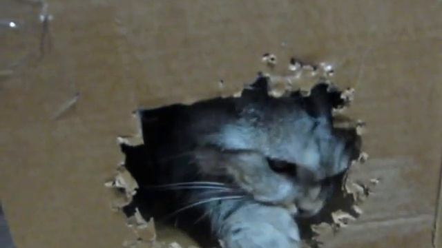 Голова не пролезает)))-Funny cat смотреть онлайн