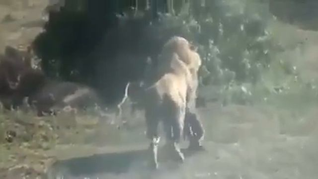 The lion killed a pregnant buffalo and opened her belly and took out the cub. смотреть онлайн