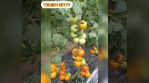 Помидор ГОЛДЕН СЕТ F1 (Golden Set F1) - оранжевоплодный томат японской селекции с длинными кистями!