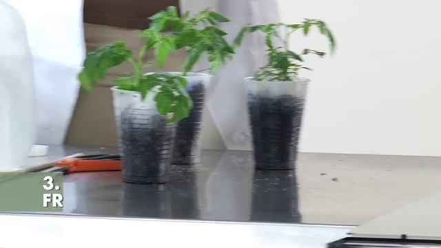 Using Your Phototron Step 8: Transplanting Your Plants From The Germination Cups To The Sphagnum Be