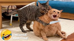 СМЕШНО ДО СЛЕЗ 😹😍 СМЕШНЫЕ КОТЫ, ЛУЧШИЕ ПРИКОЛЫ С КОТАМИ, КОШКИ, СОБАКИ , ЖИВОТНЫЕ