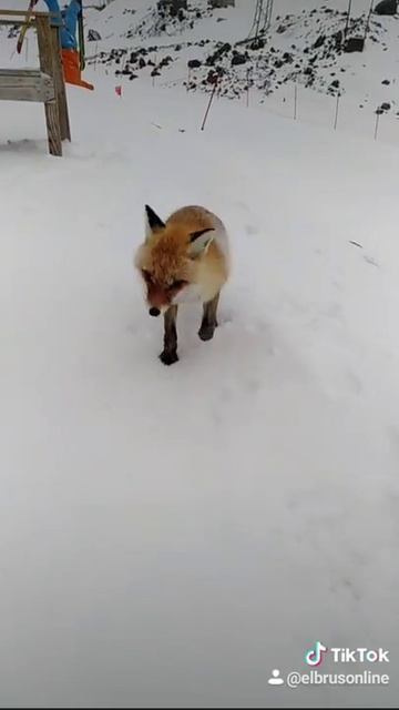 Питомцы Эльбруса. Приют на Эльбрусе смотреть онлайн
