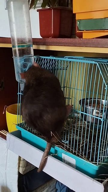 місія виконана ✌️#щур #крыса #красота #блогер #длядетей #топ #новости #грызуны #шортс #медіа #видео