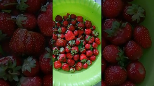 Концентрат НСП - безопасное моющее средство. Мою фрукты, ягоды смотреть онлайн