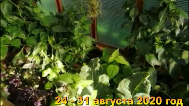 Копаем картошку собираем урожай. взвешиваем помидор. Хроника 24 - 31 августа 2020 год смотреть онлайн