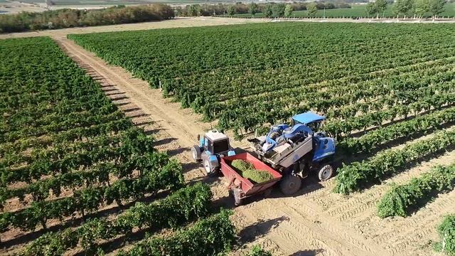 Сбор винограда комбайнами на Тамани смотреть онлайн