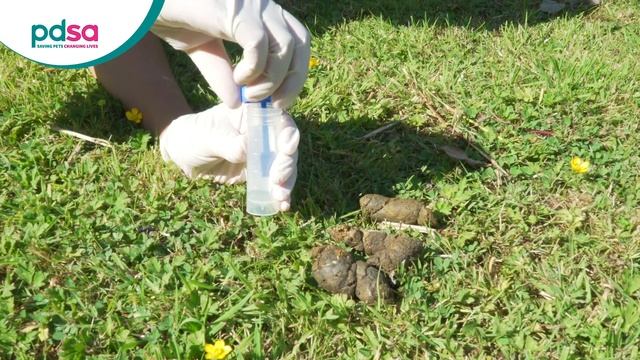 How To Collect A Poo Sample From Your Dog: PDSA Petwise Pet Health Hub смотреть онлайн
