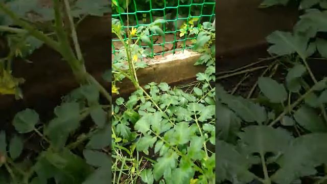 Обзор томатов через две недели после высадки в грунт