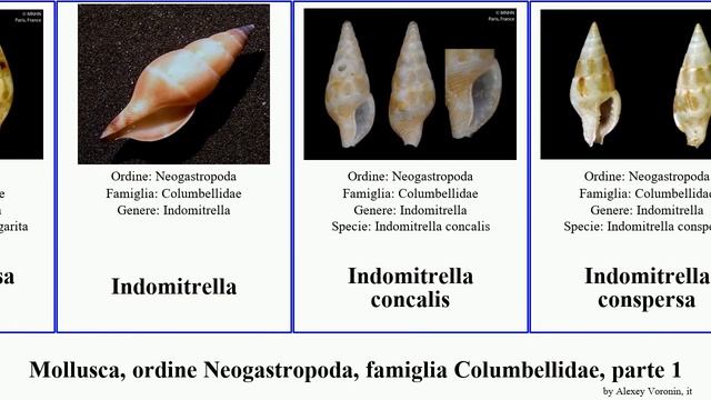 Mollusca, ordine Neogastropoda, famiglia Columbellidae, parte 1 mitrella columbella indomitrella смотреть онлайн