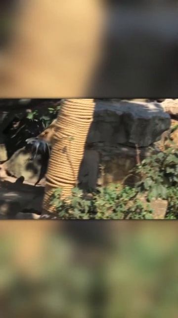 Львы Охотятся на Глупых Цапель