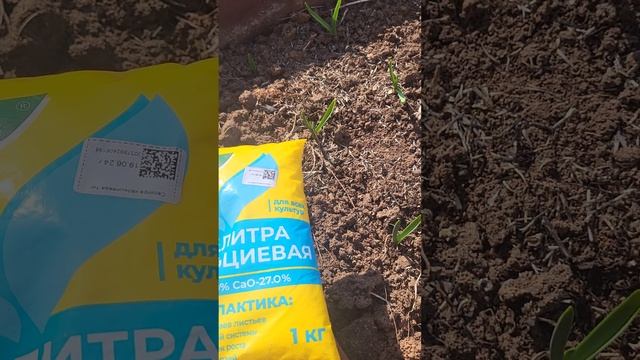 СДЕЛАЙТЕ ЭТО С ЧЕСНОКОМ СЕЙЧАС ДЛЯ БОГАТОГО УРОЖАЯ! смотреть онлайн