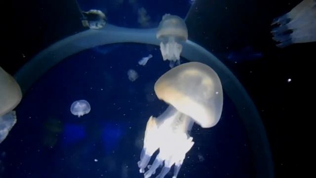 [Zen Instant] Jellyfishes Realm смотреть онлайн
