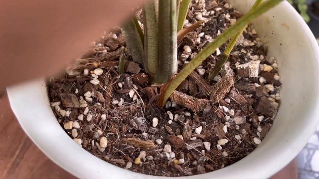 บอนม้าลาย ซันโตโซมา ไม้ใบเขียว เลี้ยงง่ายลายสวย ขยายพันธุ์ทำกำไรได้เร็ว смотреть онлайн