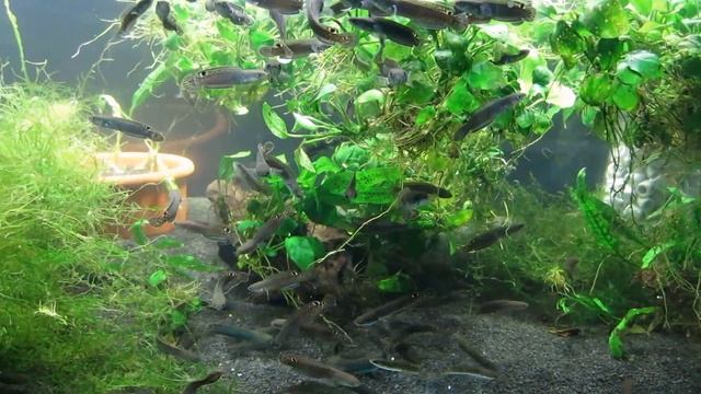 Channa gachua Assam Jungtiere, Schlangenkopffische, Snakeheads смотреть онлайн