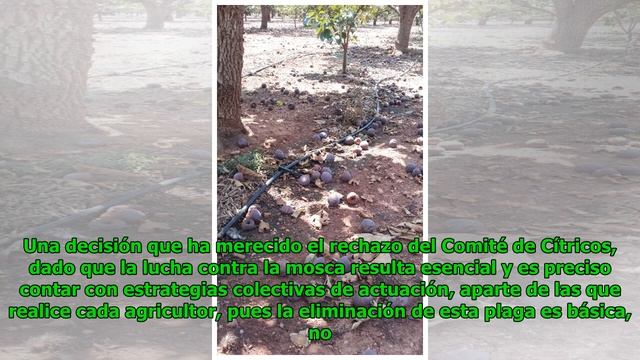 Menos dinero contra la mosca смотреть онлайн