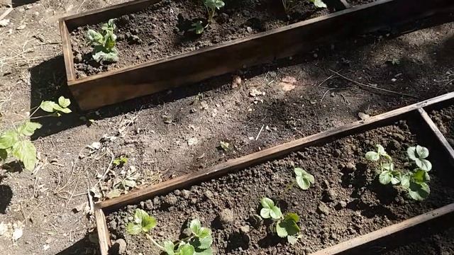 Новые грядки для клубники смотреть онлайн