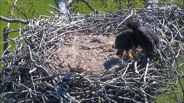 Decorah North Nest Eagles 14.05.2017 Eaglets nearly fell out of the nest смотреть онлайн