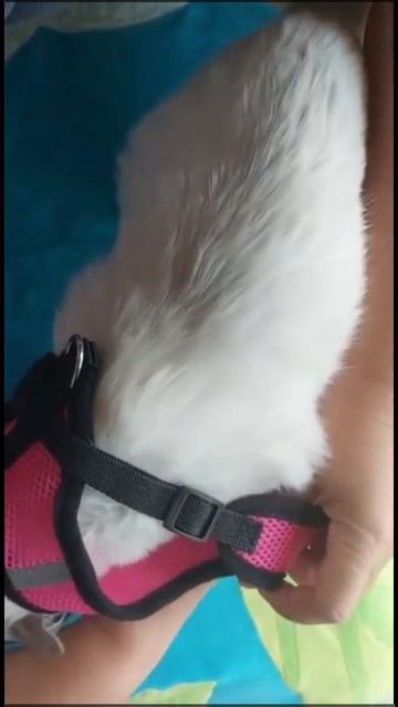 быстро и без проблем - одеть шлейку на кошечку