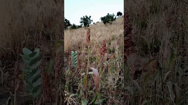 red millet for expectant and Nursing mothers смотреть онлайн