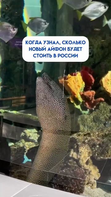 Тема, которая в ближайшее время будет обсуждаться даже в аквариуме АВИАПАРКА смотреть онлайн