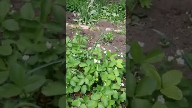 "Живое удобрение" - волшебная органика! смотреть онлайн