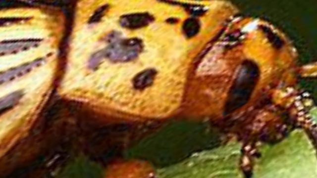 bug sounds смотреть онлайн