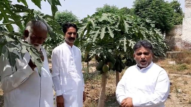 Papaya Farming Pakistan my Tazi sy Phalta Huwa business Meet Papaya Farmer Amjad Hussain Bhatti смотреть онлайн