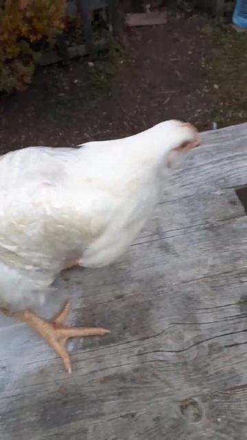 Как заколоть бройлера не сломав крылья, без мешков и конуса?!😉👍