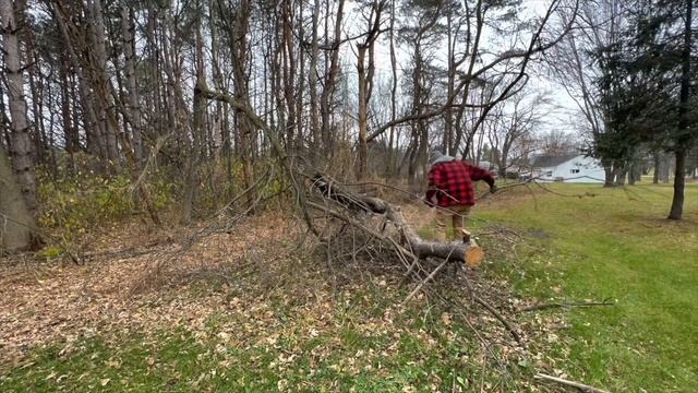 Trimming trees with a Saker Mini Electric Chainsaw смотреть онлайн