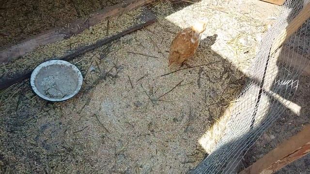 Зачем она такая нужна...Будем убирать. смотреть онлайн