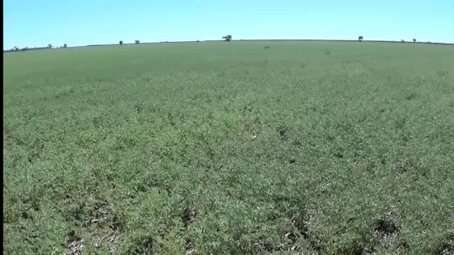 Crop Walk Merah North to Moomin Creek смотреть онлайн