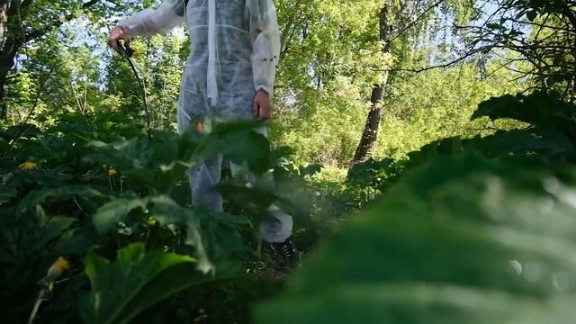 Опасный и коварный: в округе продолжается обработка территорий от борщевика Сосновского смотреть онлайн