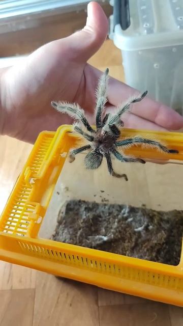 "Соло пацана"Grammostola Rosea - отдал бы кому, если нужен в Пензе #tarantula #arachnophobia #spide смотреть онлайн