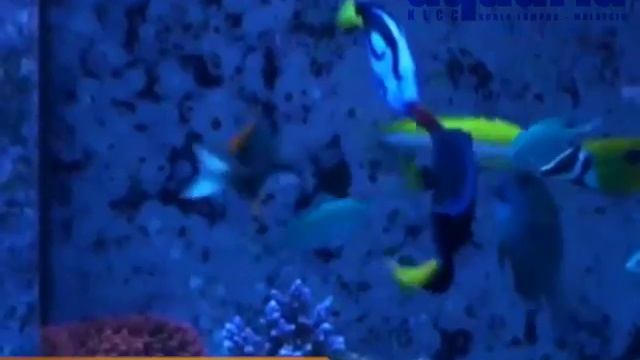 Glass Bottom Boat - Blue Tang