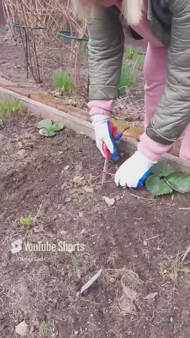 Первая Подкормка Клубники. #домашнийвлог #клубника #подкормкарассады #сад #огород