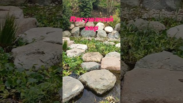 По всему японскому саду слышится лягушачий хор. смотреть онлайн