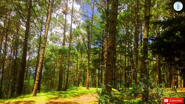 forest views | photograph смотреть онлайн