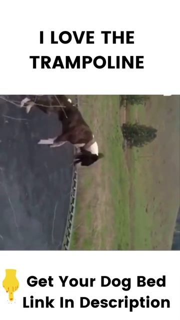I LOVE THE TRAMPOLINE
