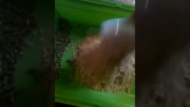 Уборка в клетки у свинки. смотреть онлайн