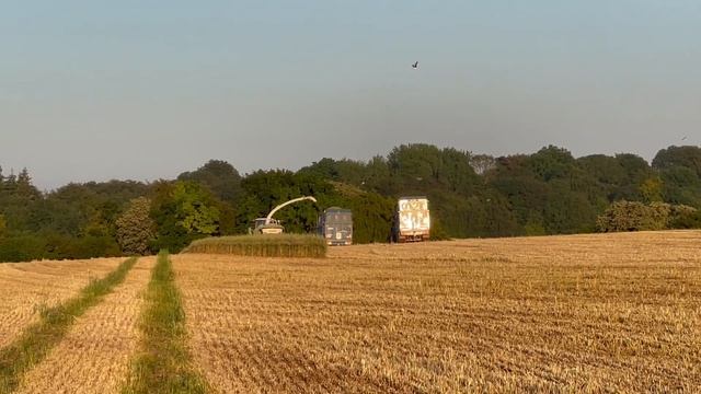 Wholecrop 2023 - Claas 960 Jaguar & Artics chopping Rye & Barley (1/2) смотреть онлайн