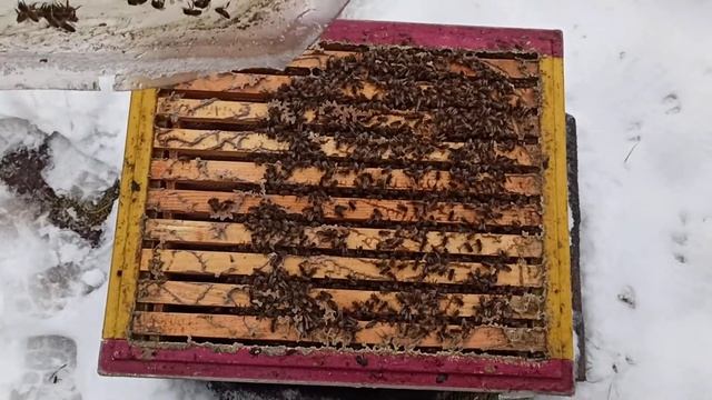 Февральские пчелы. Часть 2 смотреть онлайн