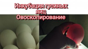 Инкубация гусиных яиц.Овоскопирование