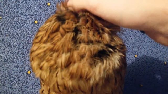 Крюк урчит смотреть онлайн