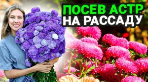 КАК И КОГДА ПРАВИЛЬНО СЕЯТЬ АСТРЫ НА РАССАДУ