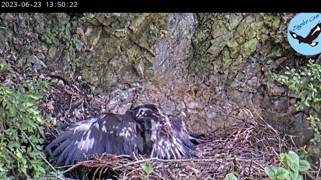 Доставка 1 в гнезде беркута смотреть онлайн