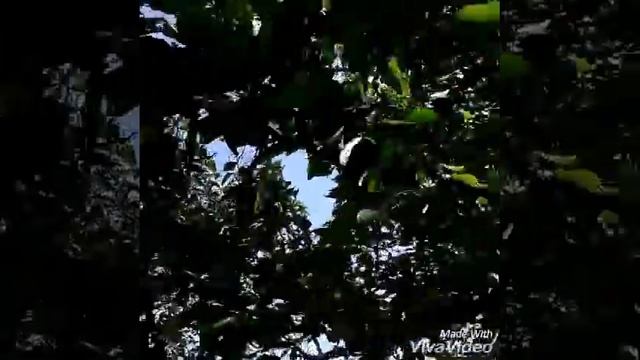 Айнур Асланбек Ало