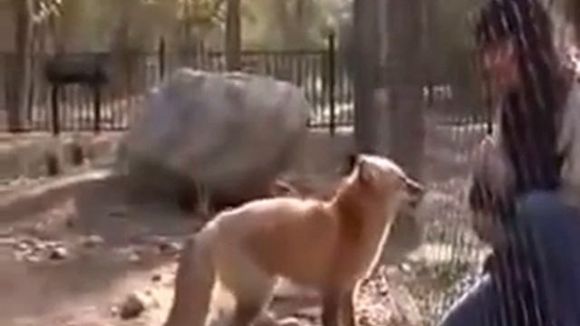 лиса попрыгунья